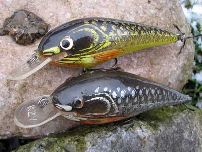 Plitkoronac
